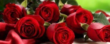 红玫瑰的花语是什么意思？ 玫瑰有着长相厮守的寓意|红玫瑰|花语-知识百科-川北在线