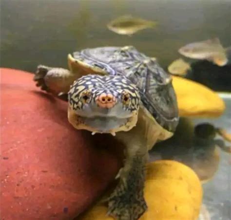 蛋龟分哪两个亚种（蛋龟品种大全介绍图解） - 胖萌舍宠物网