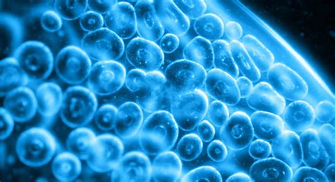 邦耀生物-造血干细胞平台 治疗地中海贫血症