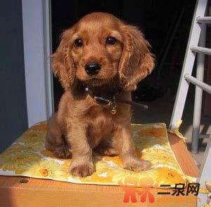 美卡犬图片