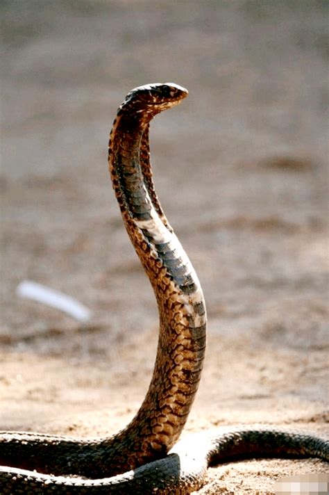 眼镜王蛇生活习性，来了解一下这个世界上最大的毒蛇！_眼镜王蛇_毒蛇网