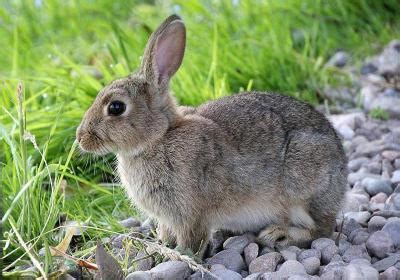 属兔的人都有哪些性格特点 属兔的性格特征 - 万年历