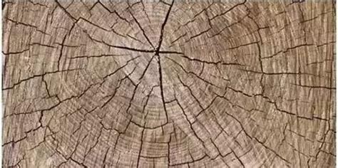 冬天了，你的木头开裂了吗？|木头|含水率|木料_新浪新闻