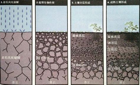 土壤基础知识（土壤类型、质地、结构及矿物质） - 精选文章 - 德德沐农业文库共享网