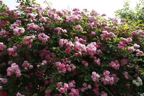 盛开的蔷薇花高清图片下载-正版图片500389557-摄图网