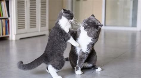 爱打架的两只小猫注：视频源网络|猫|流浪猫|吸猫_新浪新闻