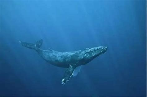 科学家将寻找世界最孤独鲸鱼：声音无同伴回应