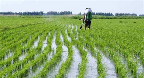 水稻节水控制灌溉一年“节”出18座大型水库