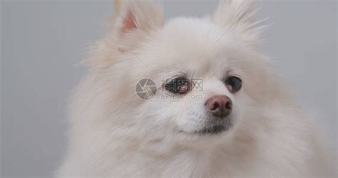 可爱的白色博美犬高清图片下载-正版图片502319039-摄图网