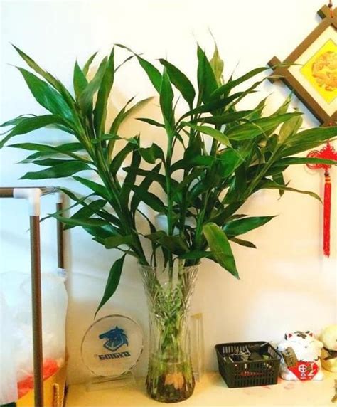 富贵竹如何制作成造型独特的盆栽？