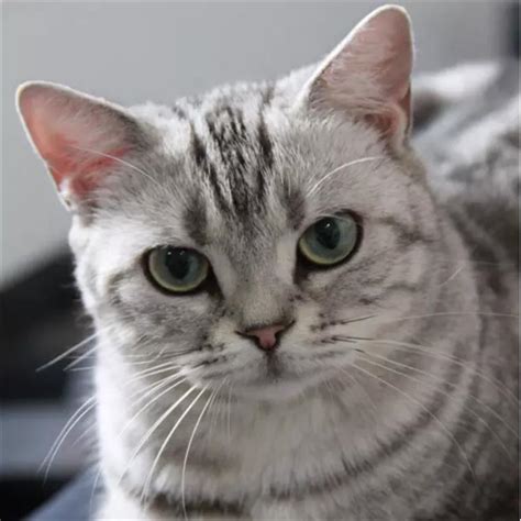 灰色英短猫咪头像图片