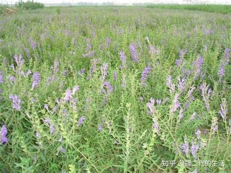 新疆黄芩高产标准化种植技术规程 - 知乎