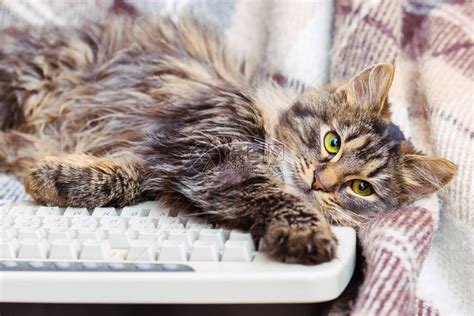 在键盘上孤立的可爱黑猫高清图片下载-正版图片303879748-摄图网