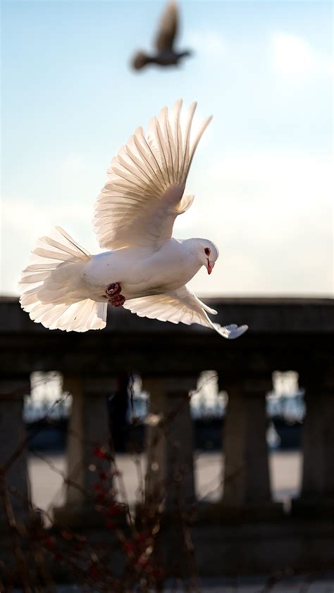 飞翔的鸽子|Photography|Pet Photography|大树妖_Original作品-站酷ZCOOL