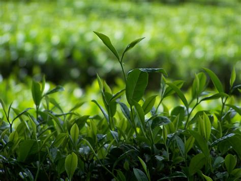 莽野·布朗山 生普-熹茗茶业|岩茶品牌|茶业加盟