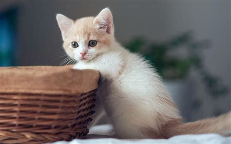 高清小猫猫可爱卖萌壁纸下载-壁纸图片大全
