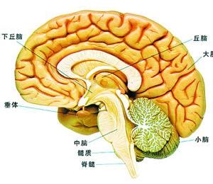 大脑解剖图图片