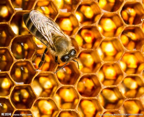 蜜蜂酿蜜的小秘密 | 中国国家地理网