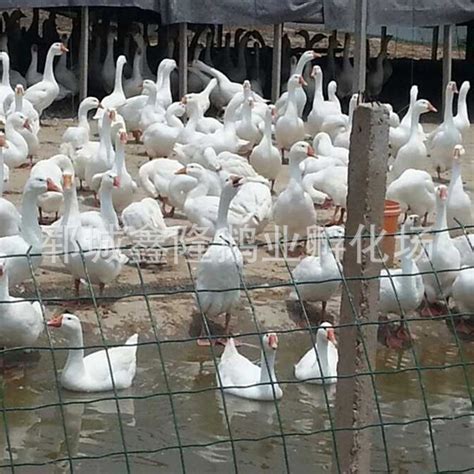 [白条鹅批发]白条鹅 白条出售，散养120天价格11.8元/斤 - 惠农网