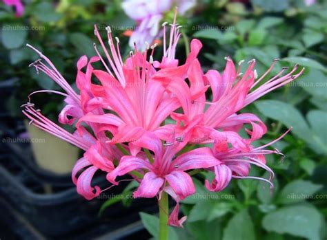 娜丽花(Nerinesarniensis)~图片
