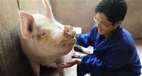 我院在母猪高效繁育技术集成示范方面取得成效
