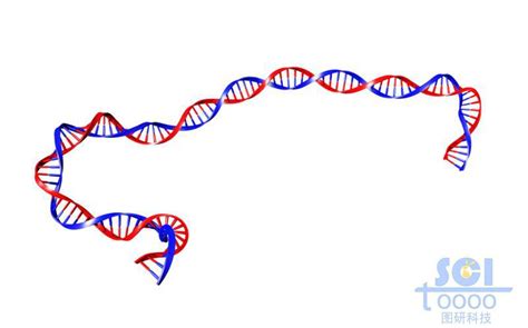 带碱基对的DNA双螺旋链-镇江图研科技有限公司