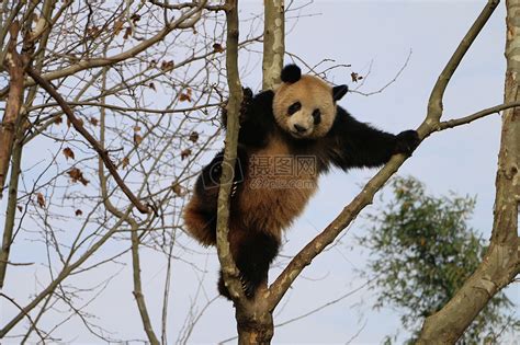 熊猫爬树高清图片下载-正版图片500482723-摄图网
