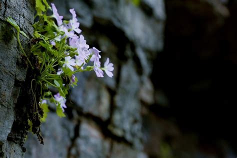 长在悬崖上的花,长在悬崖上的树,长在悬崖上的花图片_大山谷图库