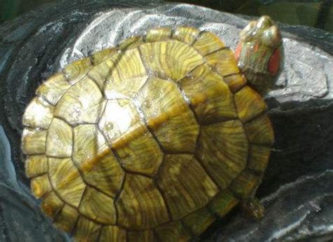 中国十大名贵乌龟 金钱龟上榜，第一被誉为“千年神龟”_排行榜123网