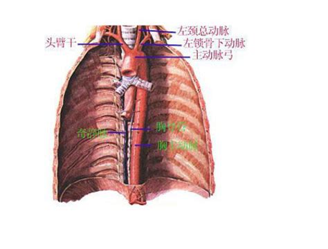 人体胸廓解剖图-人体解剖图,_医学图库