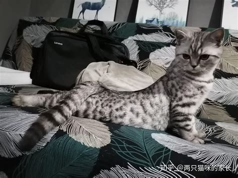 在南京大学当一只猫是怎样的体验？ - 知乎