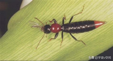 地球上10大最毒的虫子, 第3名的叮咬特别痛, 第7每年造成巨大损失|虫子|马蝇|蜘蛛_新浪新闻