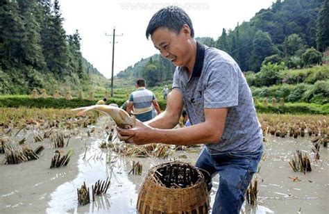 梦见捉了好多鱼是什么意思预兆 - 原版周公解梦大全