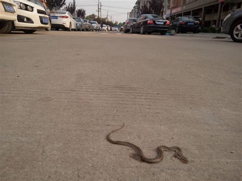 男子马路看见辆车有蟒蛇缠绕，全身汗毛直立，车主却乐开了花|蟒蛇|汗毛|车主_新浪新闻