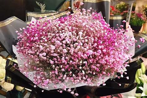 粉色满天星的花语和寓意，适合送什么人？-六朵花