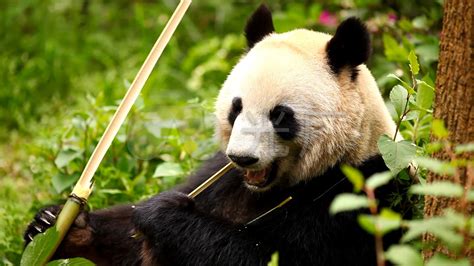 吃竹子的熊猫电脑壁纸-壁纸高清
