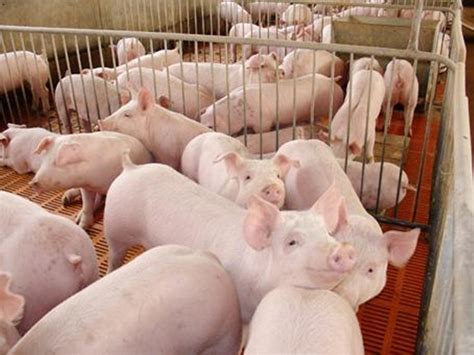 2022年底猪价大涨是真的吗-2022至2023年生猪价格预测 - 见闻坊