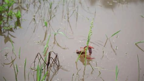 好玩！澳洲淡水龙虾在稻田里游泳