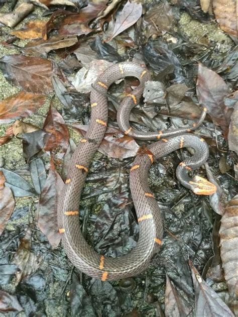 大老岭再现白头蝰 --我国现存27种毒蛇蛇中最致命的一种-老岭风采-宜昌三峡大老岭自然保护区管理局-宜昌三峡大老岭自然保护区管理局