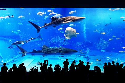 2020上海海洋水族馆场馆有哪些 及海洋水族馆游玩攻略_旅泊网