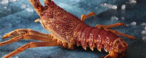 大龙虾种类及图片大全 - 百科 - 酷钓鱼