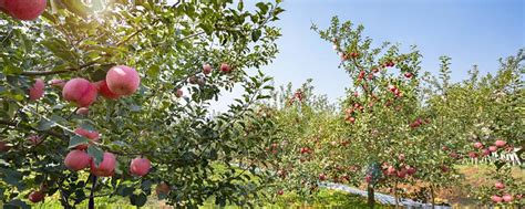 梦见苹果树是什么意思 梦见苹果树代表什么预兆 - 万年历
