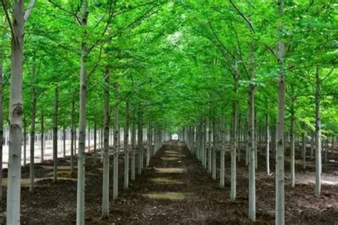 园林绿化苗木规格主要有哪些？_苗木问答_农苗网
