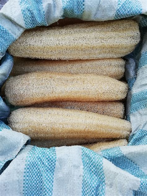 玉翠大肉丝瓜种子 农研种业出品肉丝瓜籽 原厂包装10粒装-阿里巴巴