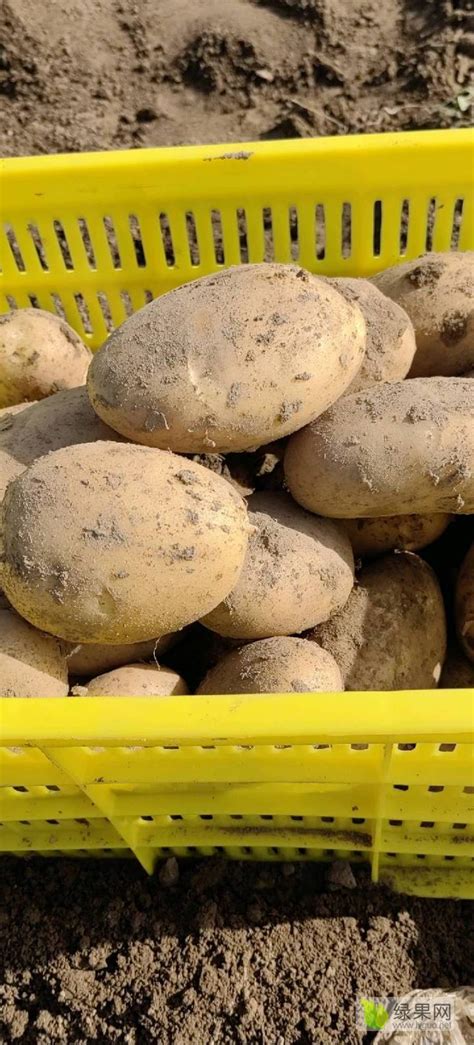 通许万亩优质土豆基地 土豆上市 - 绿果网