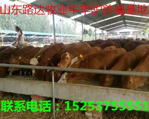 舌尖上的牛肉：一个数万亿的市场，中国肉牛行业大起底 - 知乎