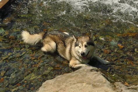 黑白哈士奇在水中享受奔跑拥抱高清图片下载-正版图片506133755-摄图网