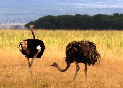中少科普资源库——非洲野生动物——鸵鸟