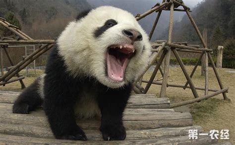 中国科学家首次发现大熊猫牙齿自修复：为仿生材料提供思路_凤凰网