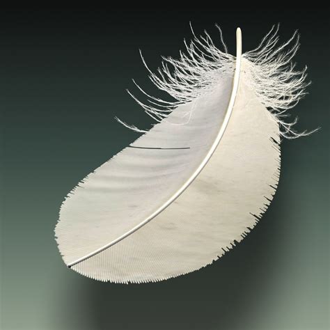 白色羽毛元素素材下载-正版素材401079609-摄图网